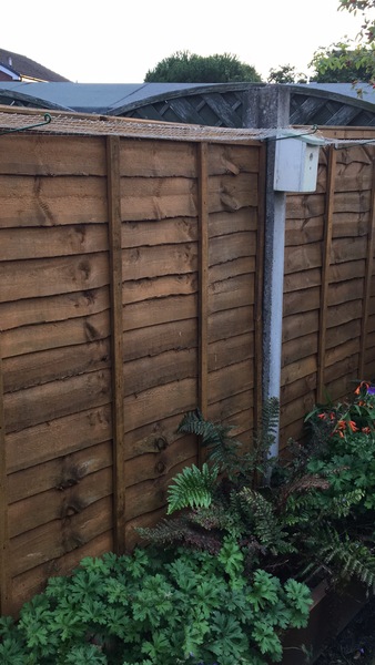 neighbour scaring cat off from her garden