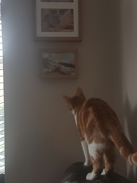 Cats still catting away part 5