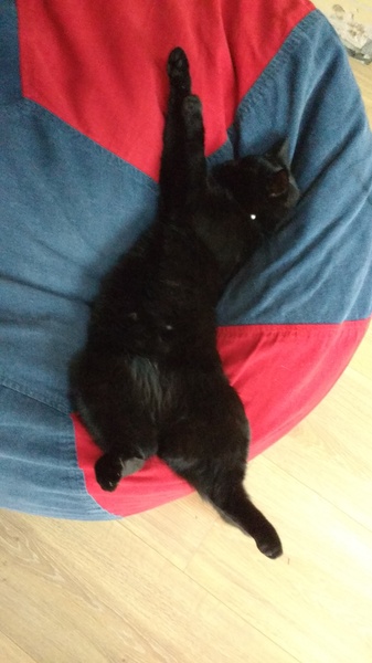 National black cat day.