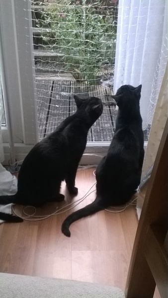 National black cat day.