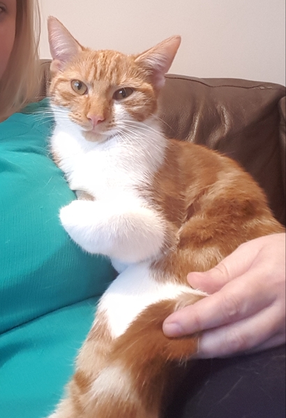 Cats still catting away part 5