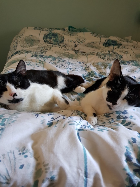 Which breed of cat?