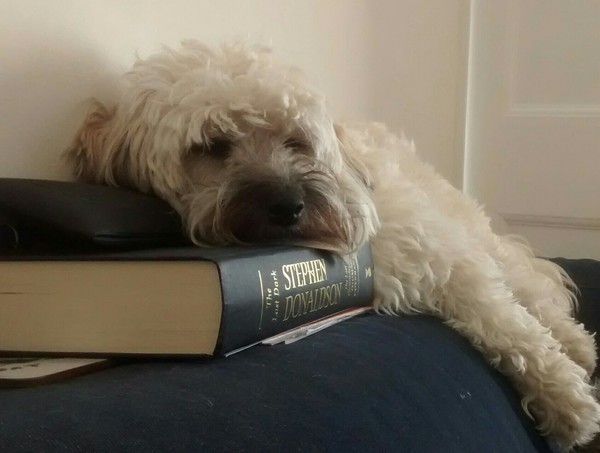 It's not a cockapoo!