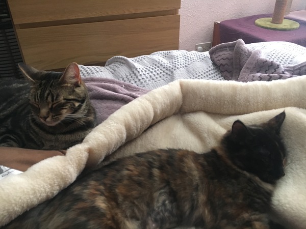 Cats still catting away part 5
