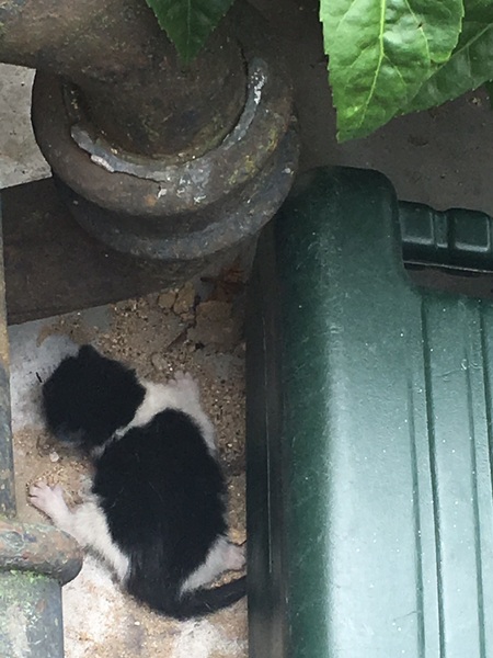 Cats still catting Part 4