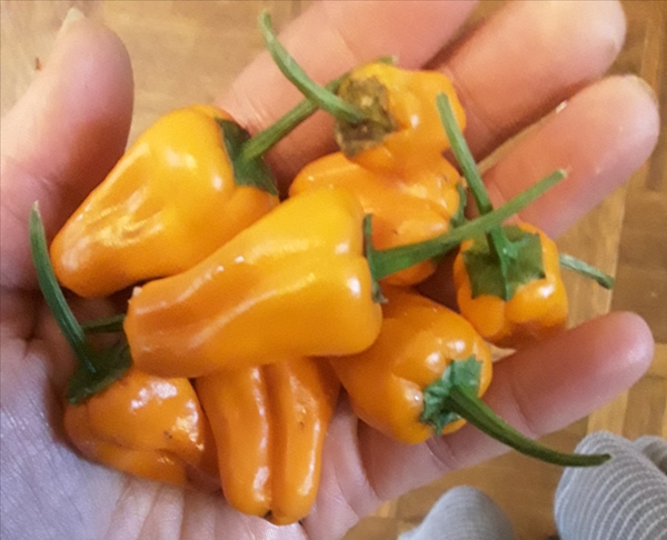 Frugaleers Still Saving  into September