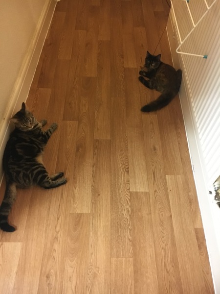 Cats still catting Part 4