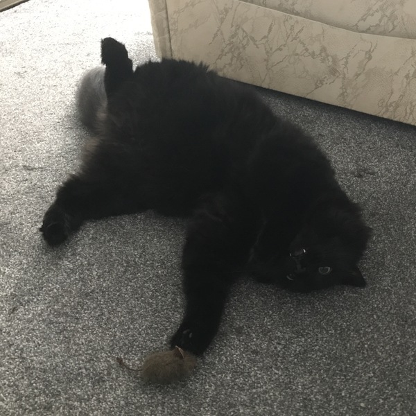 Cats still catting away part 5