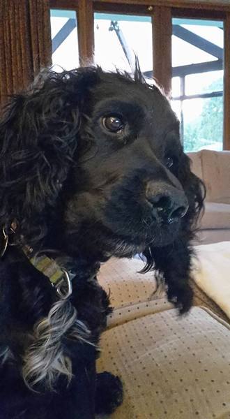 How did you stop your dog getting on the sofa?