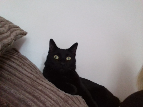 National black cat day.