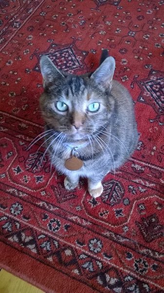 AIBU : fuck your pets?