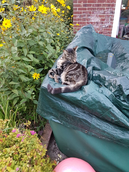 Cats still catting Part 4