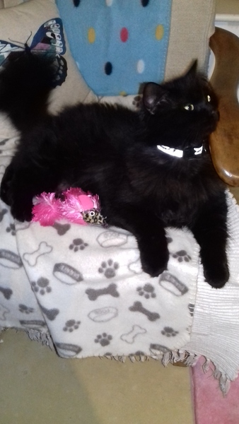 National black cat day.