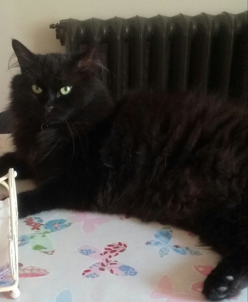 Cats still catting away part 5