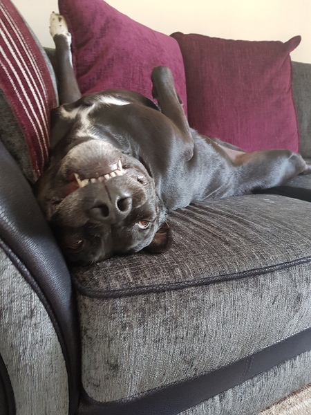 How did you stop your dog getting on the sofa?