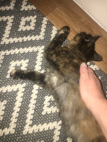 Cats still catting Part 4