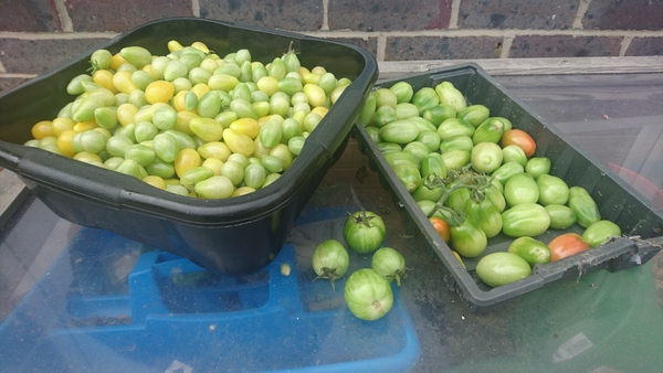 Allotment?Veg Patch Thread 10 - Plotmenters  busy into summer ! and loving James Wong