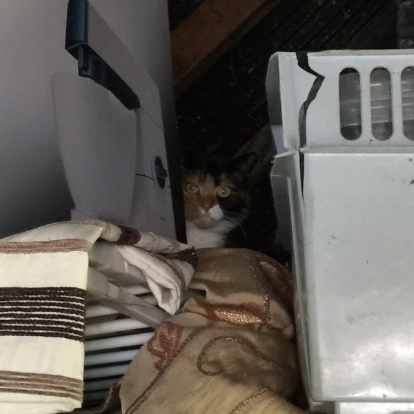 There's is a cat in my shed! (What do I do?)