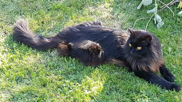 National black cat day.