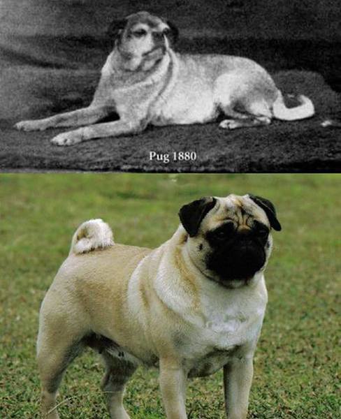 Pug?!
