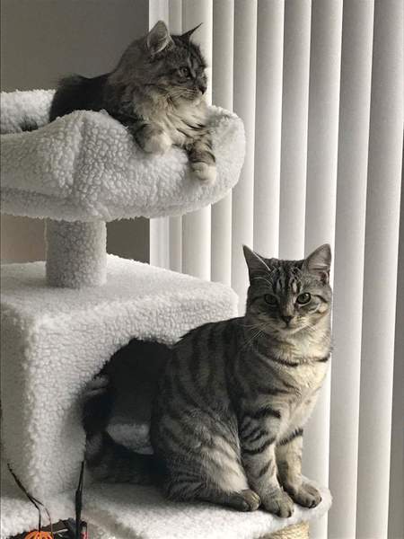 Cat trees/activity centres. Are they worth it?