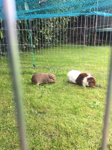 And then there were four...