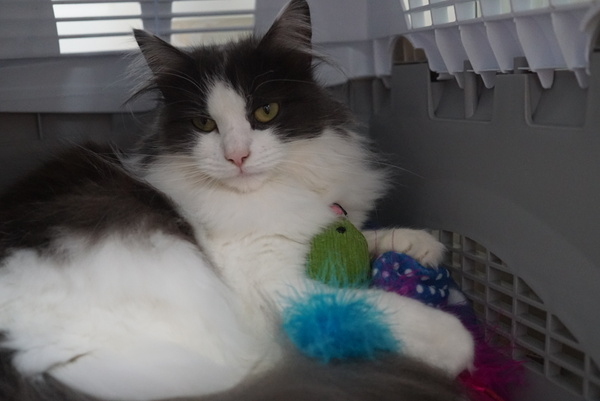 Best carrier for large cat?