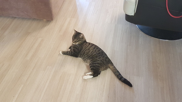 Cats still catting away part 5