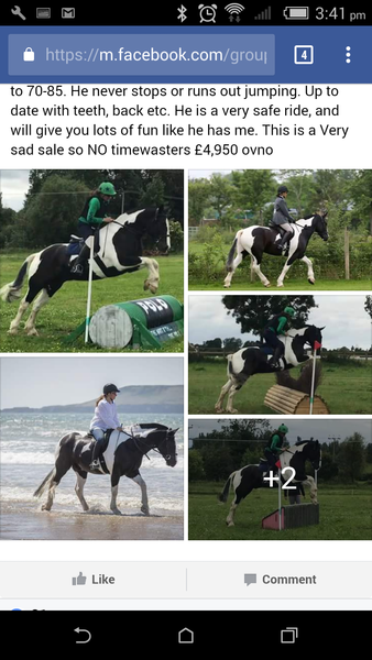 How do you ever buy a horse???