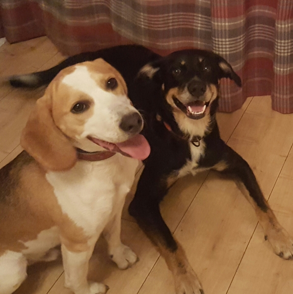 Would you keep this dog? (Beagle pics)