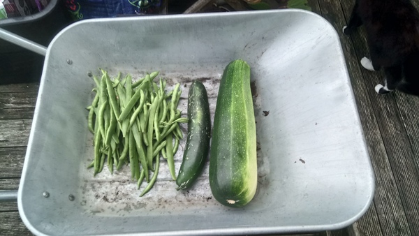 Allotment?Veg Patch Thread 10 - Plotmenters  busy into summer ! and loving James Wong