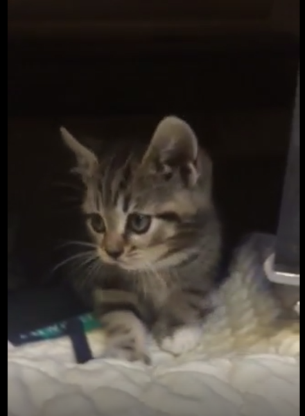 New Kitty arriving at the Frazzle house in four weeks!