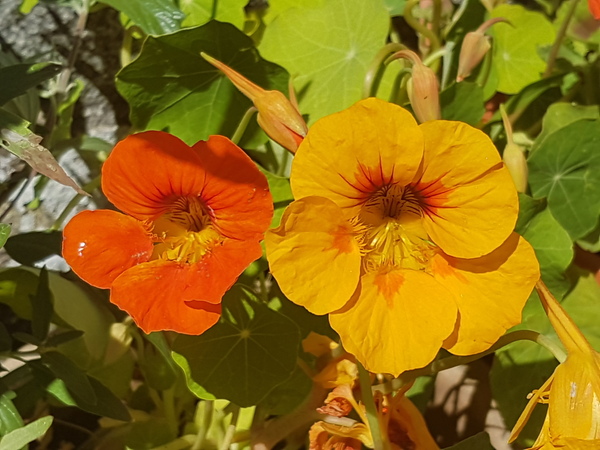 Container garden makeover today - help!