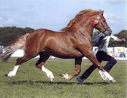 How do you ever buy a horse???