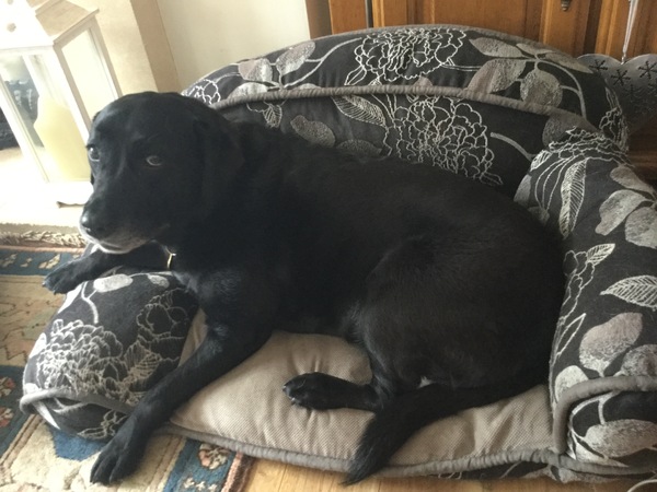 How did you stop your dog getting on the sofa?