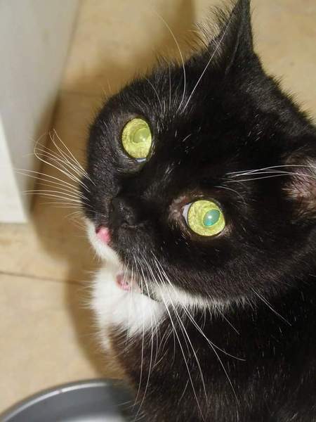 National black cat day.