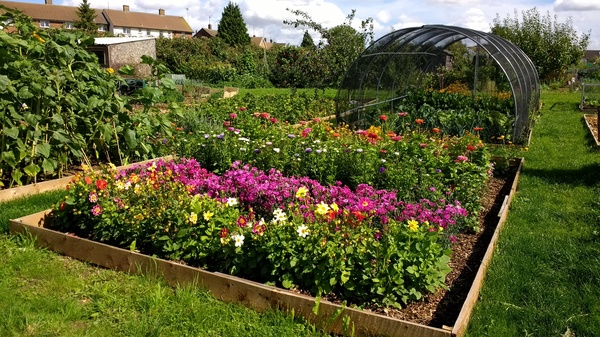 Allotment?Veg Patch Thread 10 - Plotmenters  busy into summer ! and loving James Wong