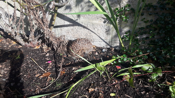 Hedgehogs!