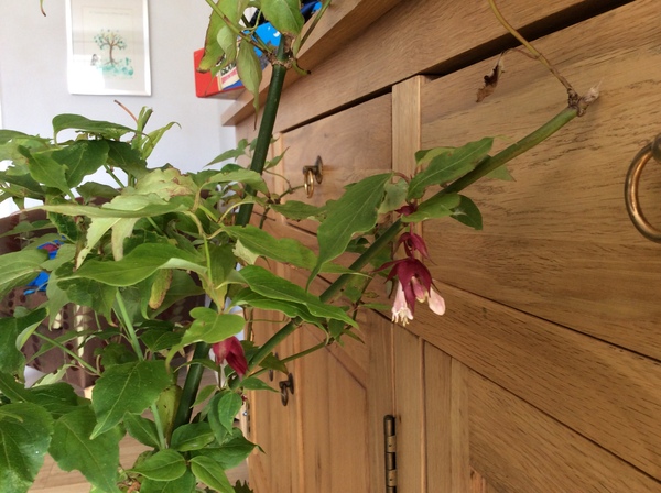 Can anyone identify this shrub?  (Picture)