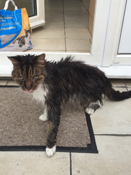 I just had to wipe the cat's bum