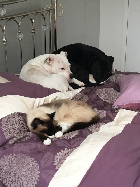 To let the dog sleep in my bed whilst DH is away?