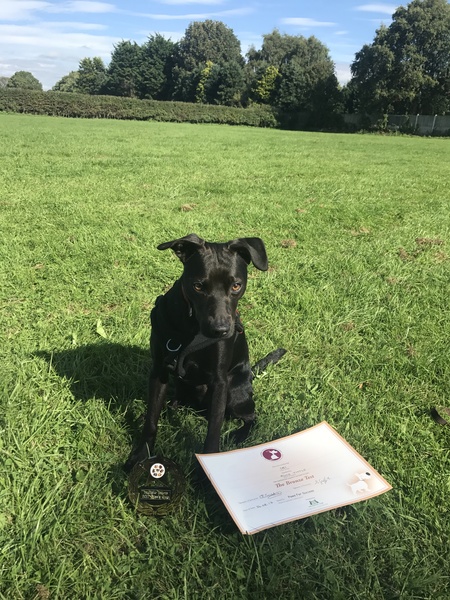 Does anyone fancy a puppy survival thread part 3