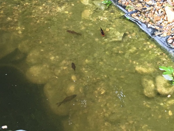 Our goldfish has died