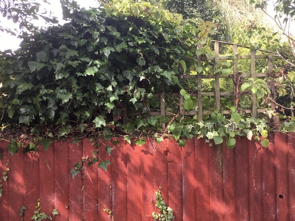I cut my neighbours plant