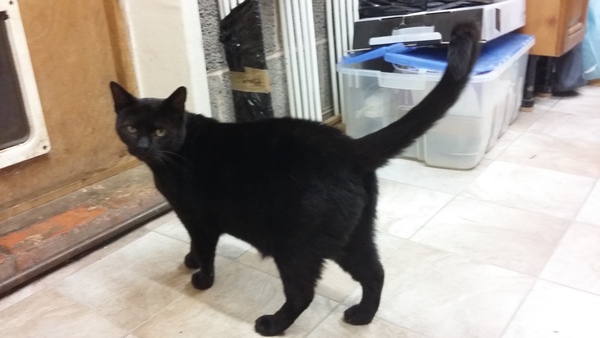 National black cat day.