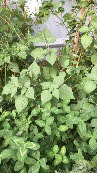 Can anyone identify this?