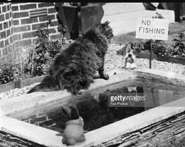 Cats and neighbours 😞