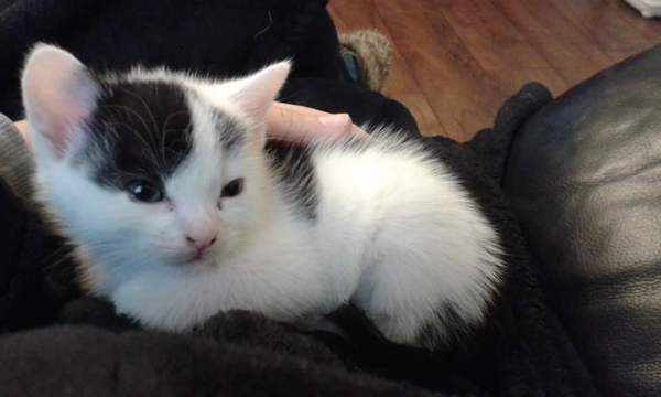 New kitties. Younger than we was led to believe.
