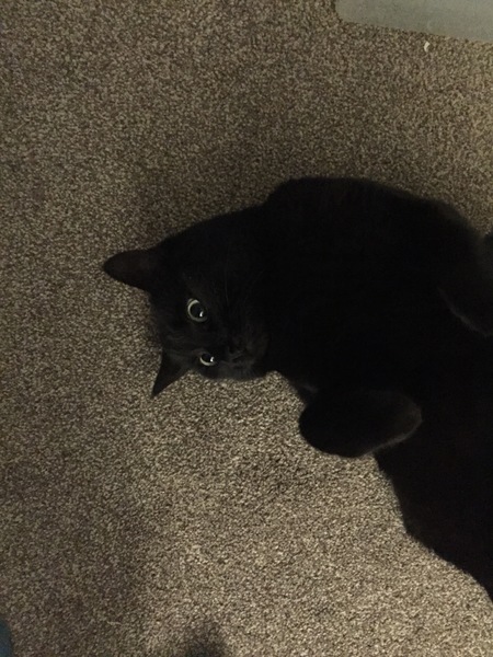 National black cat day.