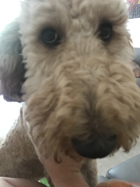 It's not a cockapoo!